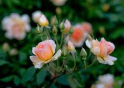 Magastörzsű rózsa / Apricot Blosson